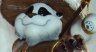 panda_12.jpg